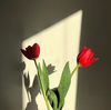 awwq12
